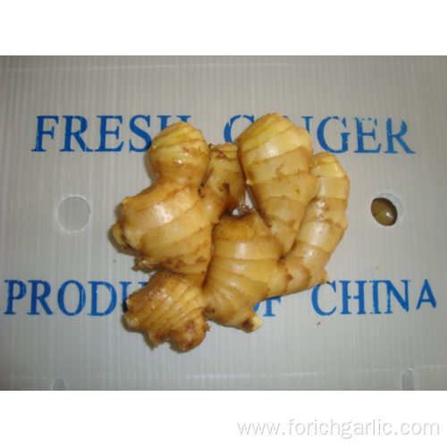 Different Sizes of Fresh Ginger In Different Packagings